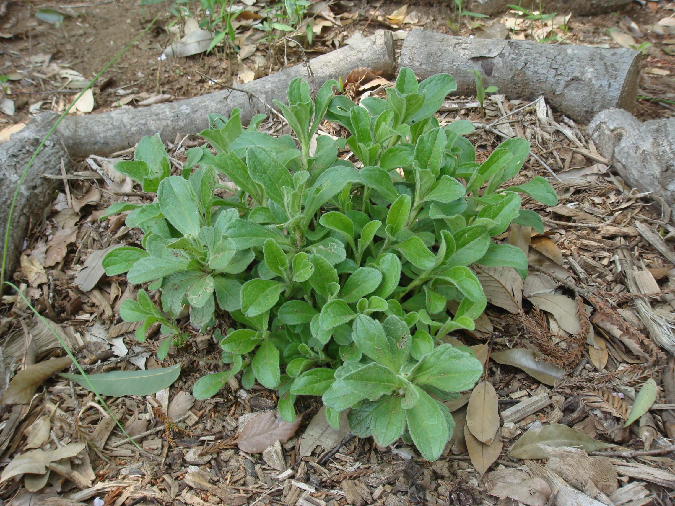 Aster spathulifolius Maximovicz